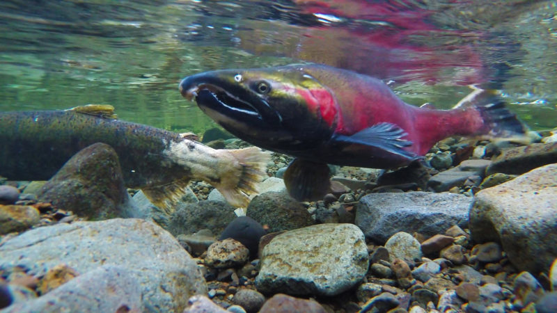 Coho Salmon- Bureau of Land Management photo credit