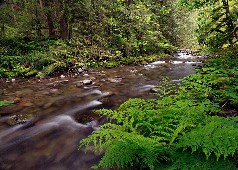 Stream shaded by riparian vegetation, fern in the foreground