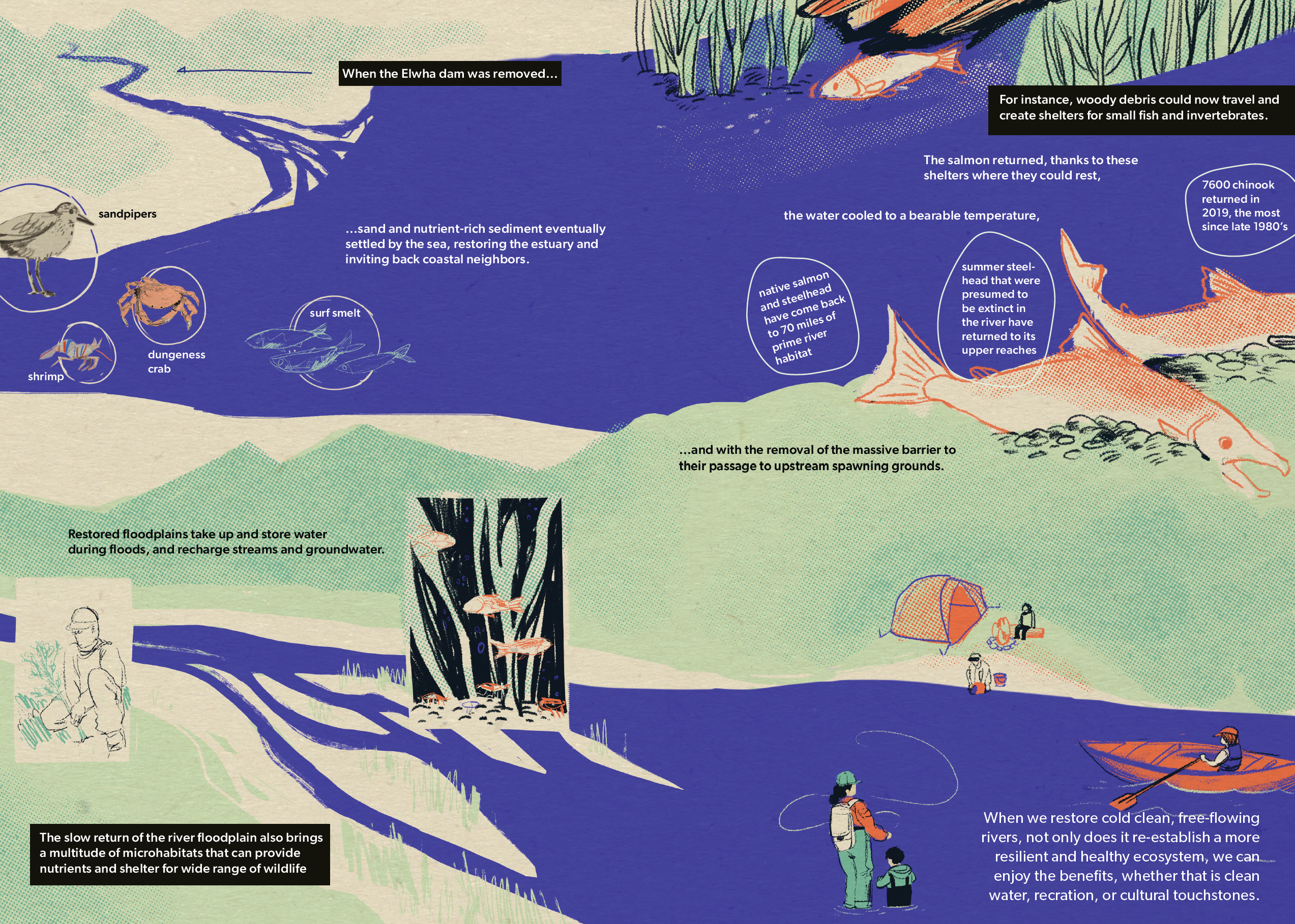 2 page comic spread with an illustration of the Elwha estuary and salmon, and depictions of restoration and recreation. The text reads: "When the Elwha dam was removed...sand and nutrient-rich sediment eventually settled by the sea, restoring the estuary and inviting back coastal neighbors." Small illustrations of sandpipers, shrimp, dungeness crab, and surf smelt float over the image of the estuary. "Restored floodplains take up and store water during floods, and recharge streams and groundwater. The slow return of the river floodplain also brings a multitude of microhabitats that can provide nutrients and shelter for a wide range of wildlife. For instance, woody debris could now travel and create shelters for small fish and invertebrates. The salmon returned, thanks to these shelters where they could rest, the water cooled to a bearable temperature, and with the removal of the massive barrier to their passage to upstream spawning grounds." Small facts float above the images of the spawning salmon: "Native salmon and steelhead have come back to 70 miles of prime river habitat." "Summer steelhead that were presumed to be extinct in the river have returned to its upper reaches." "7600 Chinook returned in 2019, the most since late 1980's." When we restore cold, clean, free-flowing rivers, not only does it re-establish a more resilient and healthy ecosystem, we can enjoy the benefits, whether that is clean water, recreation, or cultural touchstones.