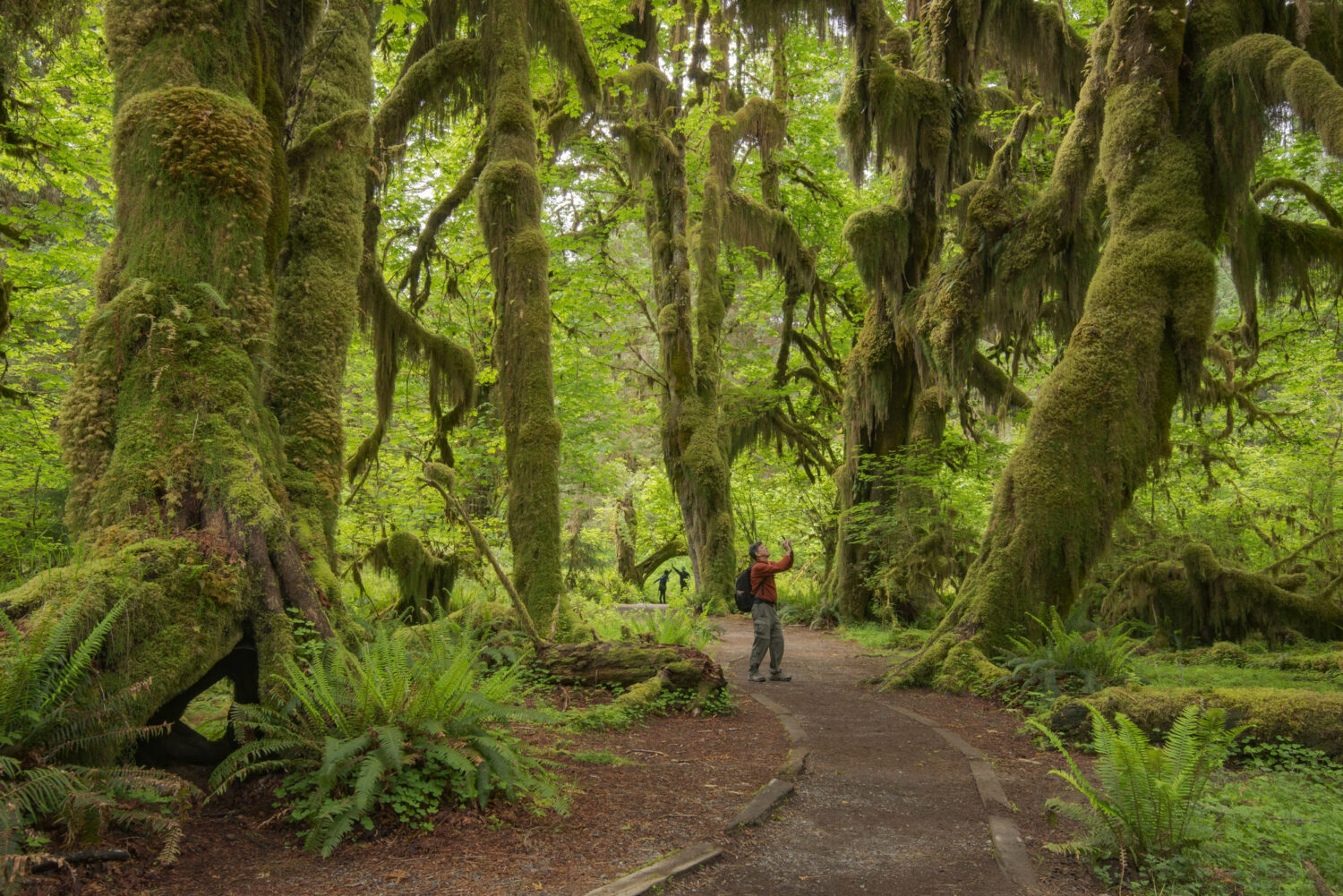 Evergreen Forests - Washington Conservation Action